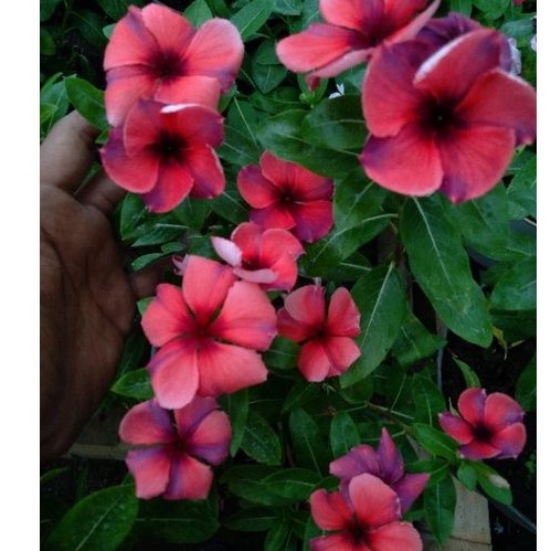 vinca tegak orange 22