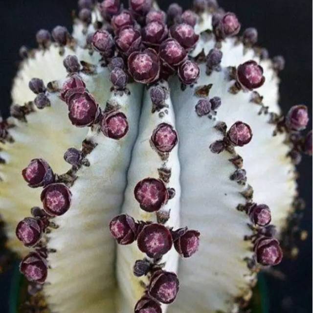 suhartini.mahmud.said