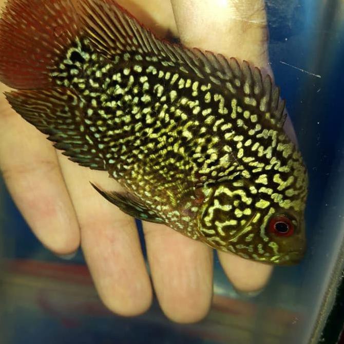 Burayak kamfa f3 import ukuran 5-6 cm