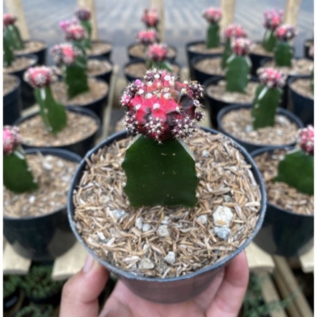 Kaktus Gymno Blackpink