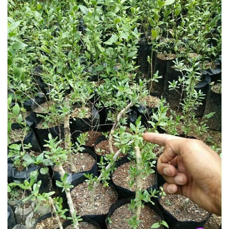 baru♨❐ bibit tanaman setigi stigi bahan bonsai