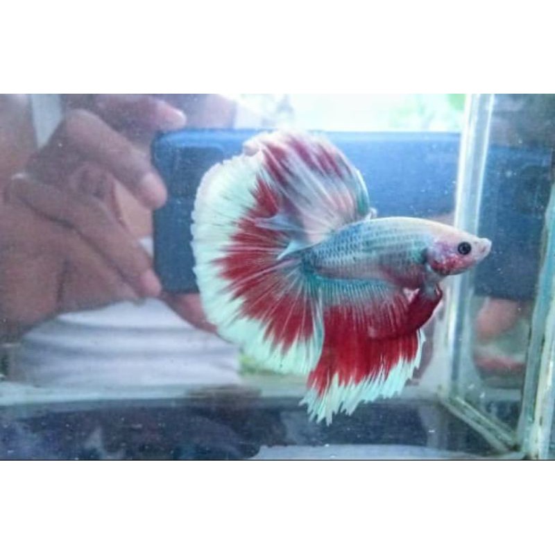 cupang halfmoon slayer MLE size M full