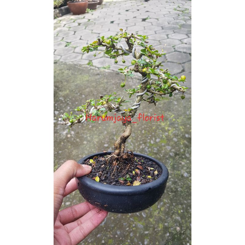 Tanaman hias bonsai hokiantea mikro sudah berbuah