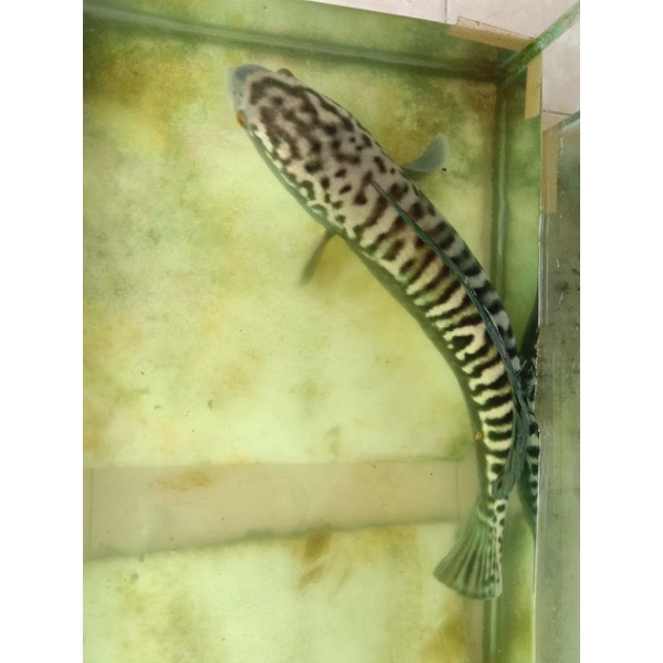 GABUS TOMAN 19_ 20CM/AQUARIUM