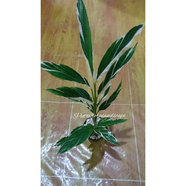 Tanaman hias honje varigata -  honje varigata - onje - kecombrang varigata