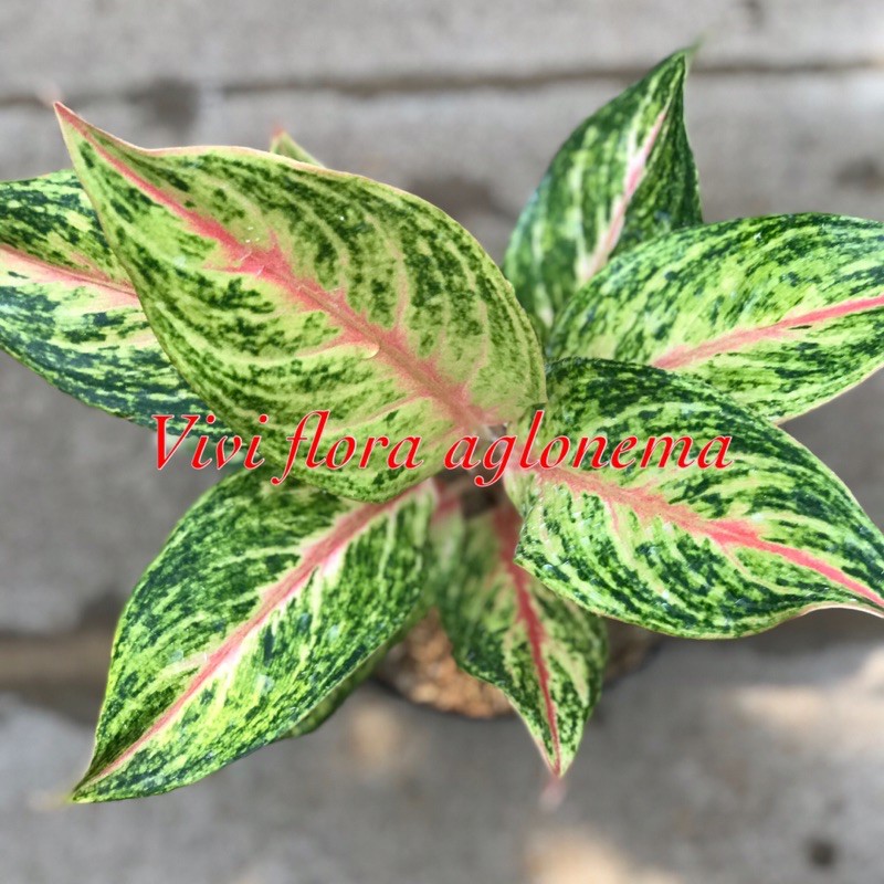 aglonema golden sweet aglonema viral aglonema lokal aglonema tanaman hias tanaman viral tanaman