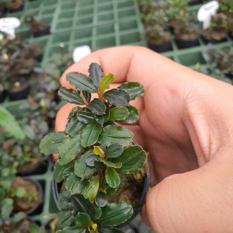 Bucephalandra Brownie Helena