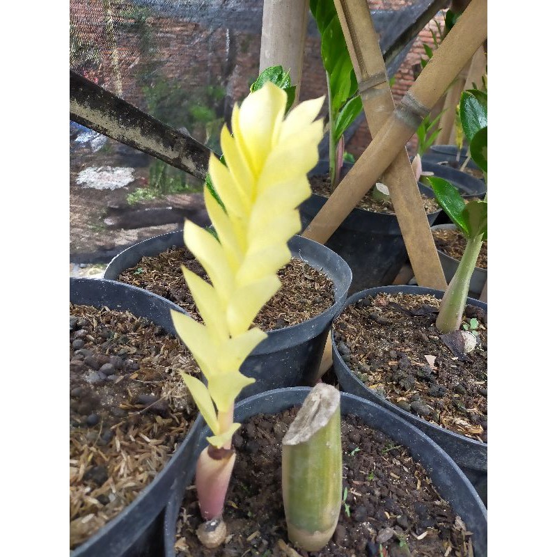 Tanaman hias zamia kulkas varigata