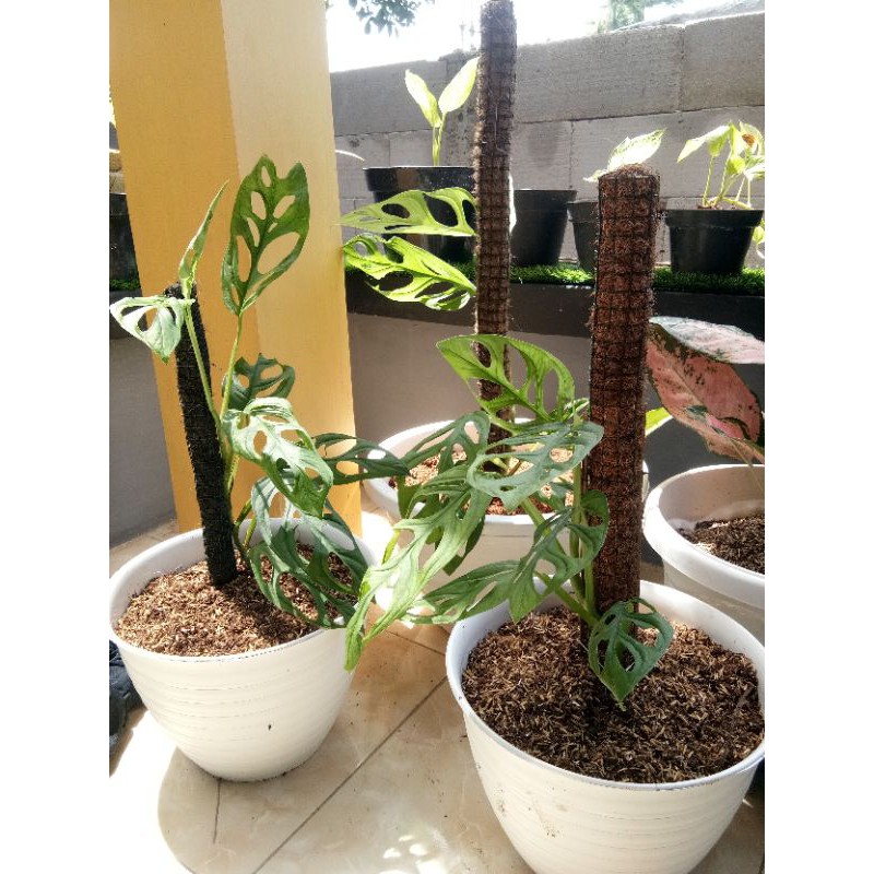 Janda bolong/tanaman hias janda bolong/tanaman janda bolong