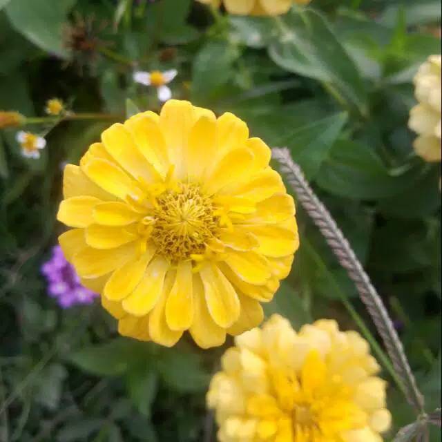 Tanaman Bunga kertas kuning