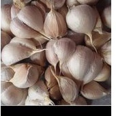 

Bawang putih