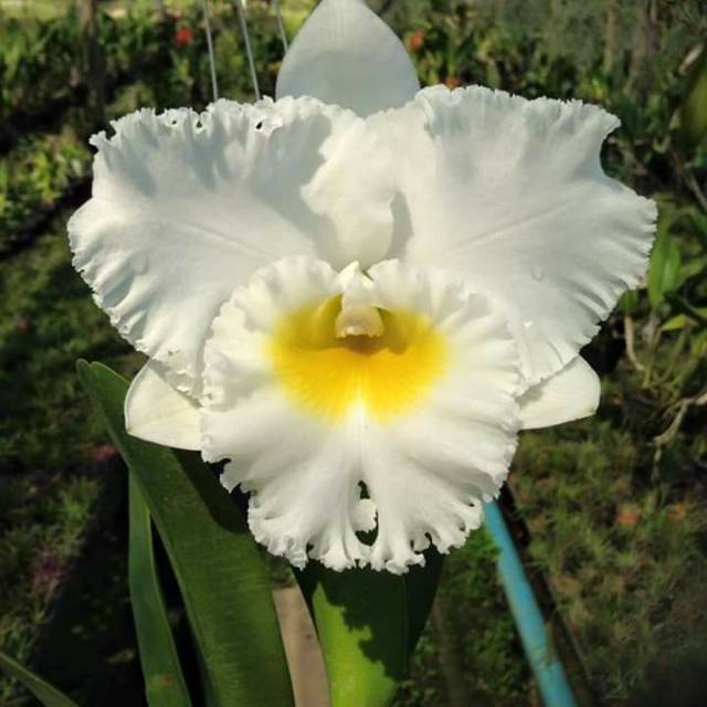 Anggrek Catleya Putih Hybrid Dewasa