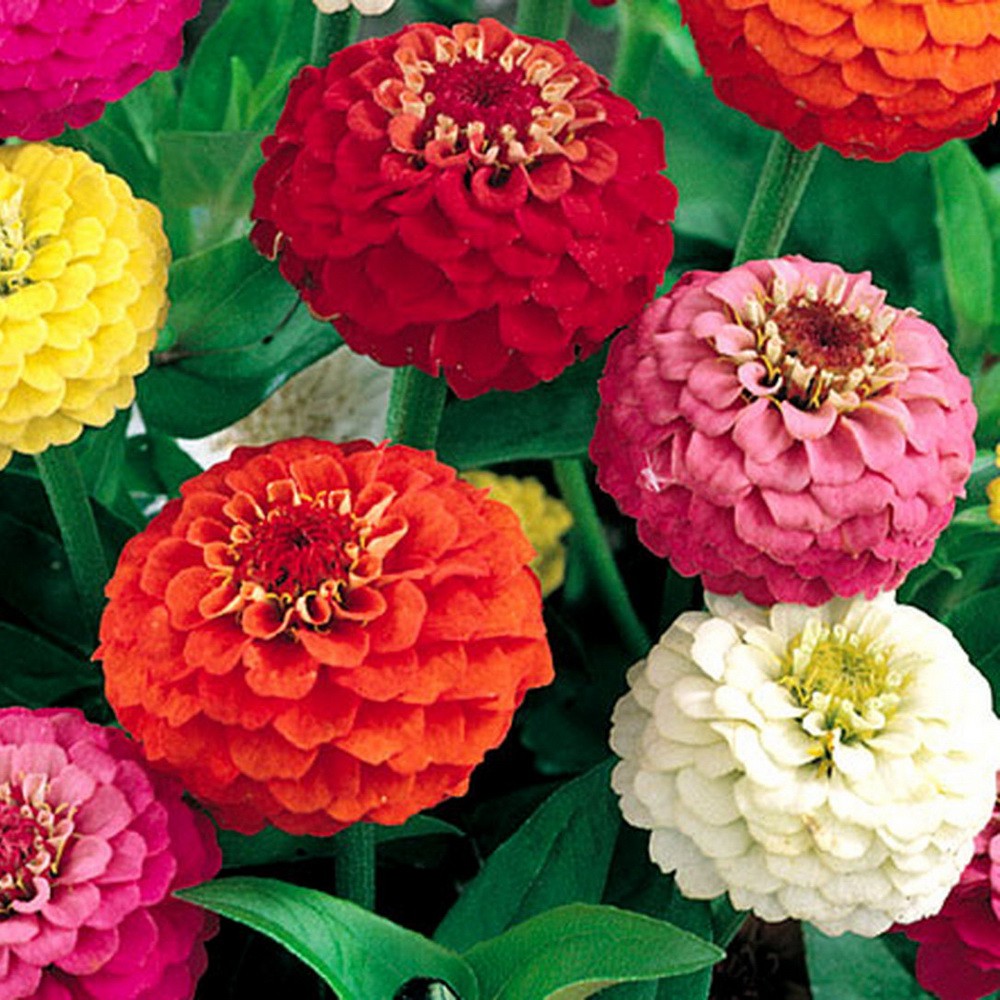 [Best Selling] 4 Seeds - Zinnia Liliput Mixed Haira Seed Biji Benih Bibit - SR0041