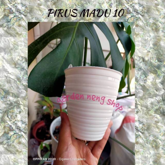 POT PIRUS MADU 10 CM PUTIH MOTIF POT TAWON PUTIH TIRUS POT PIRUS MADU 10 CM PUTIH MOTIF POT TAWON PUTIH TIRUS