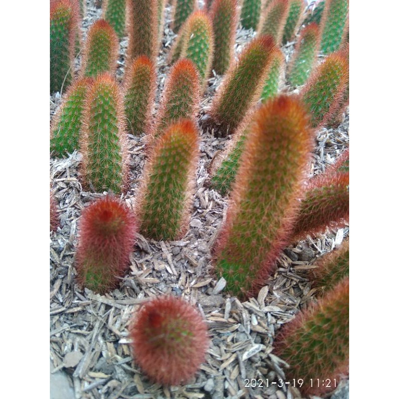 Kaktus Ownroot Ekor Tupai Warna Merah