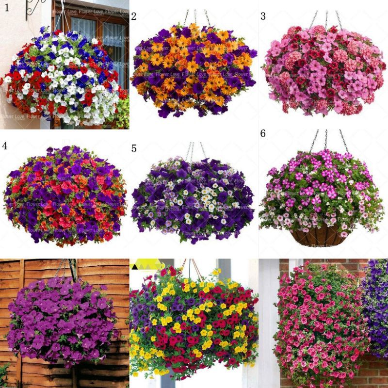 5 Biji Benih Bibit Bunga Langka Petunia Colorful Termurah Mudah Hidup Warna Menarik Mudah Hidup-Petunia Mix