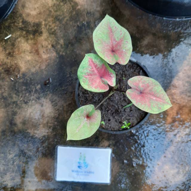 Cod Tanaman Hias Bibit Caladium Hibird Pink Bibit Import Kualitas Super Pink Hibird Haibird Shopee Indonesia