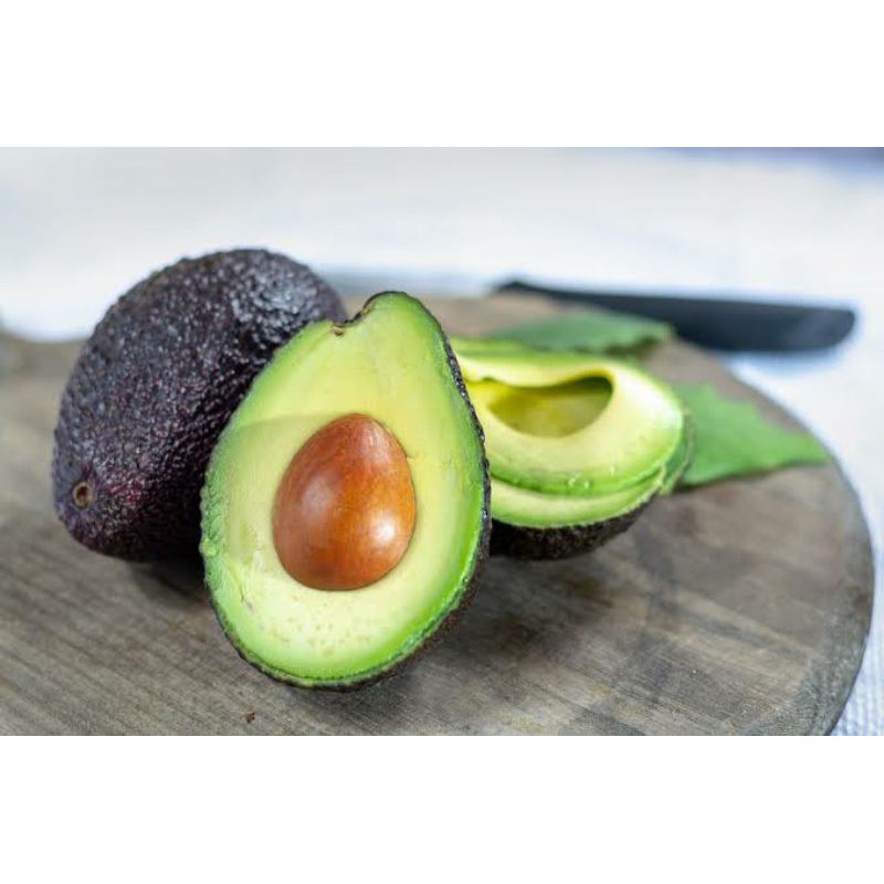 Bibit Alpukat Hass import  | Bibit Buah Alpukat Hass Australi Asli Valid