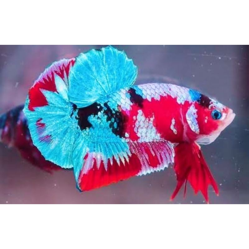 1 pasang plakat nemo koi galaxy  x hm supered size L umur 4 bulan up