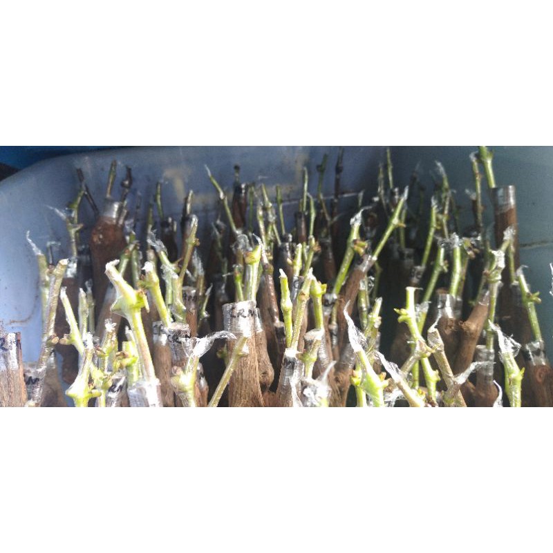 

cutting graffting murah