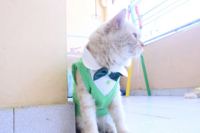 Kaos tuxedo keren untuk kucing dan anjing /Jual Baju Kucing Terlengkap &amp; Berkualitas size S M L XL