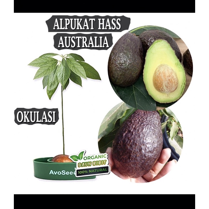 BIBIT ALPUKAT HASS BERBUAH