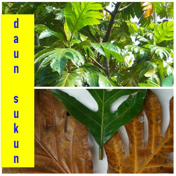 

Daun sukun basah / kering | obat herbal jantung diabetes |