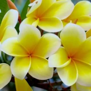 POHON KAMBOJA BALI BUNGA KUNING stek batang tanaman POHON KAMBOJA BALI BUNGA KUNING stek batang tanaman