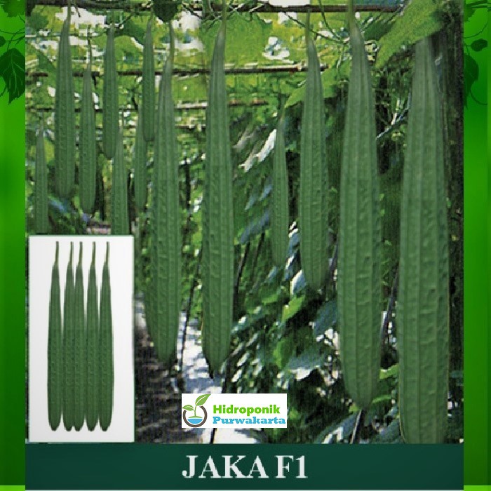 BENIH OYONG GAMBAS HIBRIDA JAKA F1 ISI 20 BUTIR CAP MUTIARA BUMI