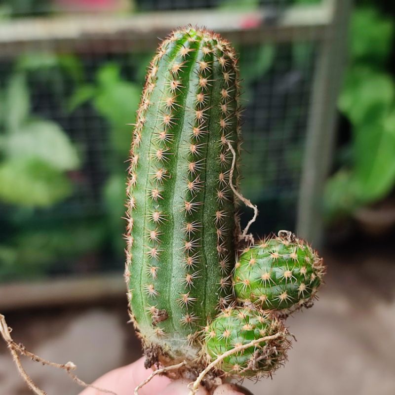 Kaktus Rebutia Pygmaea