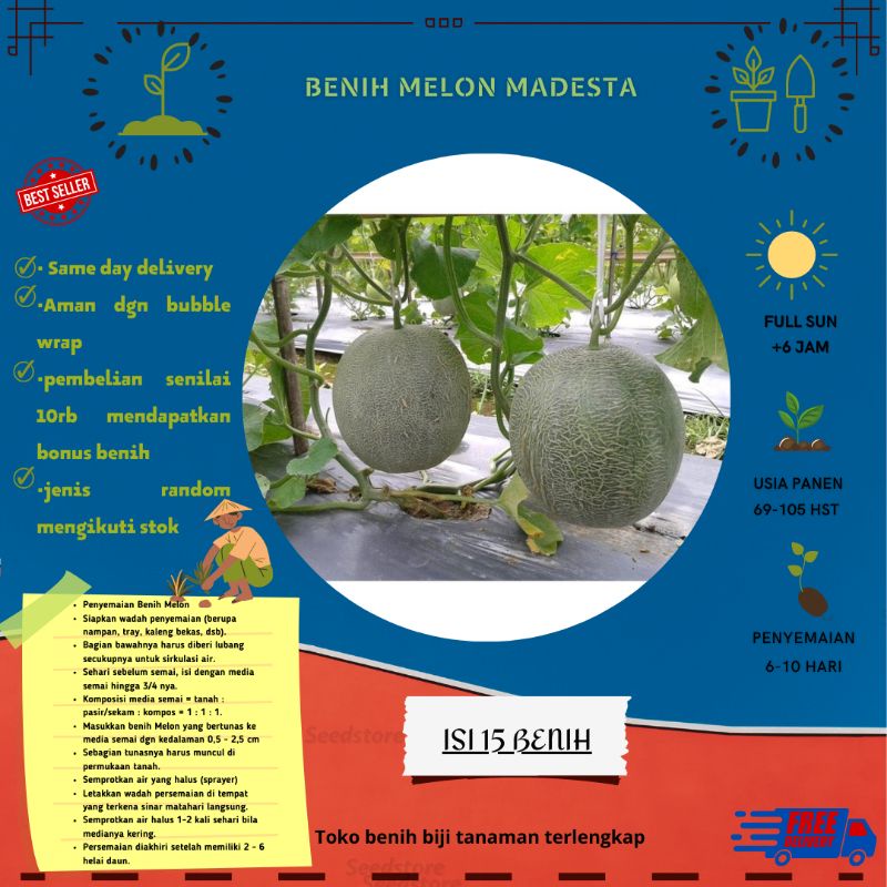 15 Benih melon Madesta F1