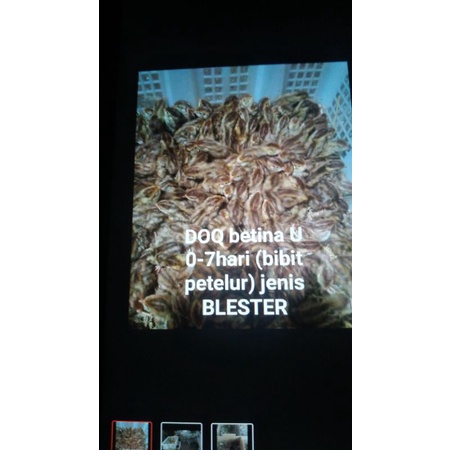 bibit anak burung puyuh