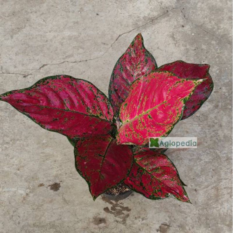 Aglonema Red King - Aglopedia