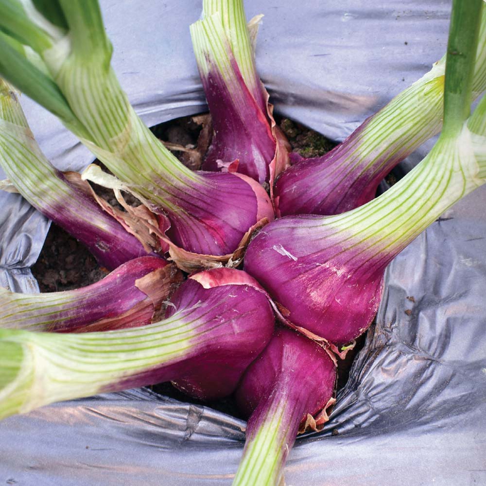 35 Bibit Bawang Merah Lokananta Cap Panah Merah - Benih Tanaman Sayur Sayuran Seribuan