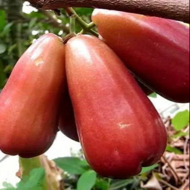 Bibit jambu air lilin merah