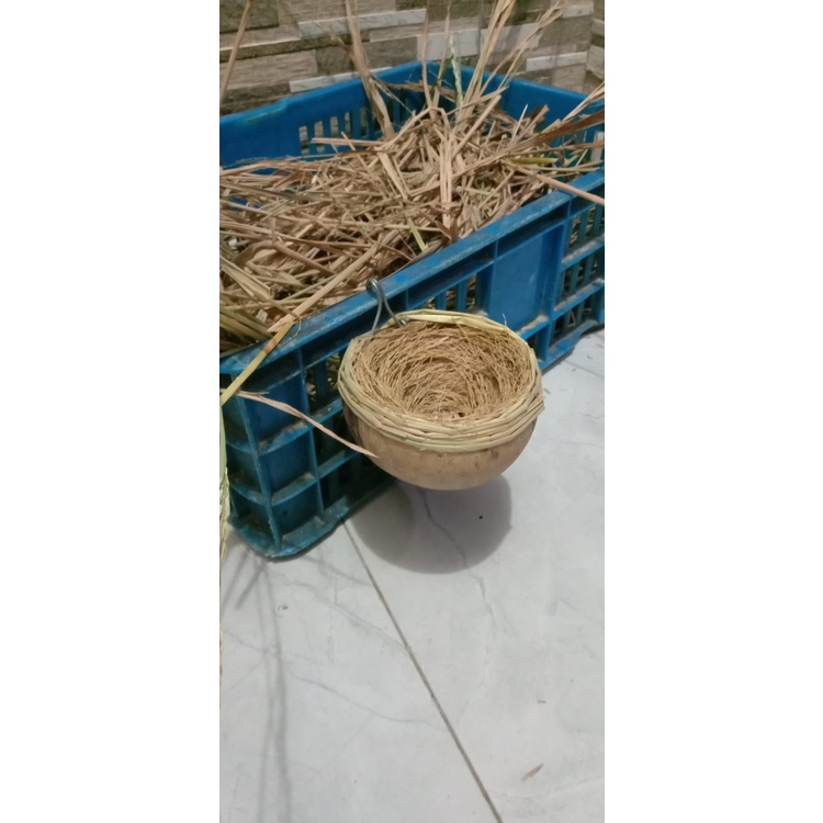 SARANG BURUNG CUCAK IJO CUCAK ROWO & TROCOK