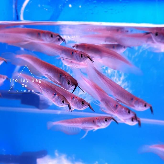 47 Dekorasi Aquarium Ikan Arwana Gratis Terbaik