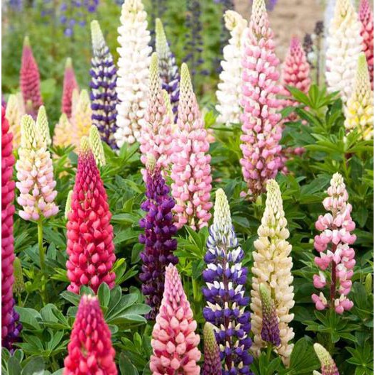 Benih Bibit Biji - Bunga Lupin Russell Mixed Flower Seeds - IMPORT