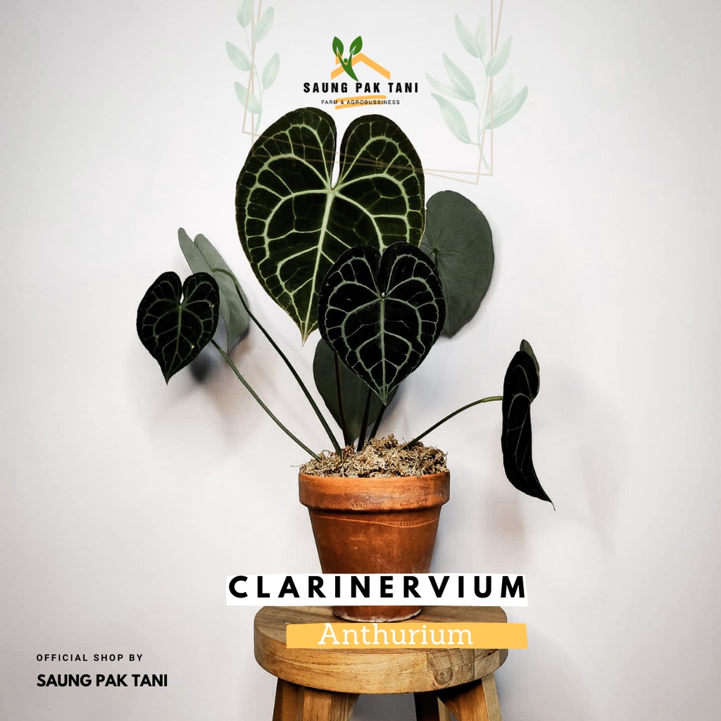Clarinervium Anthurium / Anthurium Tarantula