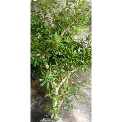 saeng simbur mikro cangkok