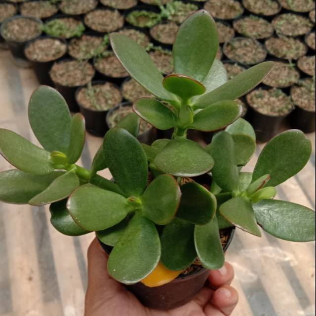 sukulen jade plant cluster