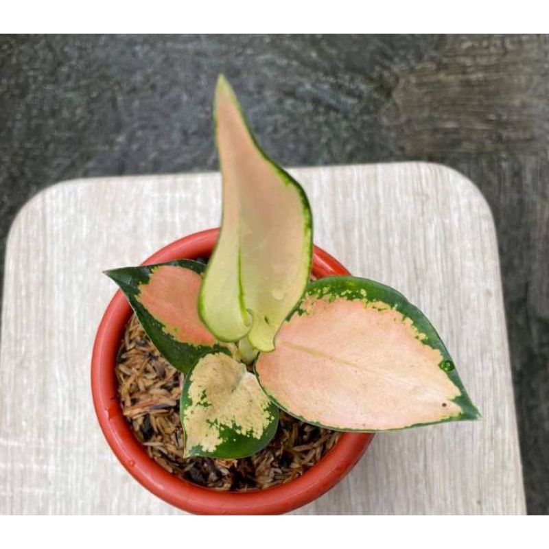 Aglonema kocin sutra anakan