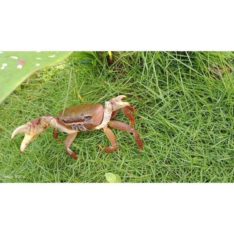 

kepiting hias "CARNIVEX
