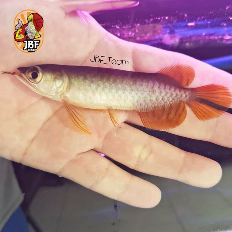 Arwana Super Red Blue Base Sertifikat + Chip 100% Asli Bergaransi