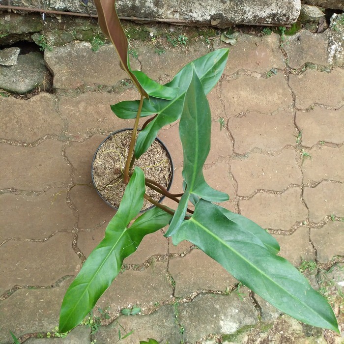 Philodendron Mexicanum