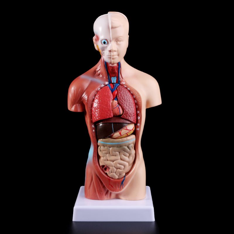 Mary Human Torso Body Model Anatomi Anatomi Organ Internal Medis Untuk Mengajar