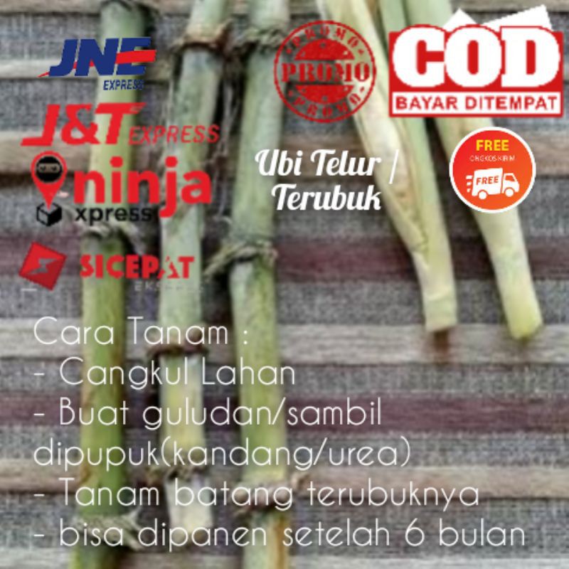 

Bibit Terubuk / Turubuk Atau Tebu Telur Per Batang