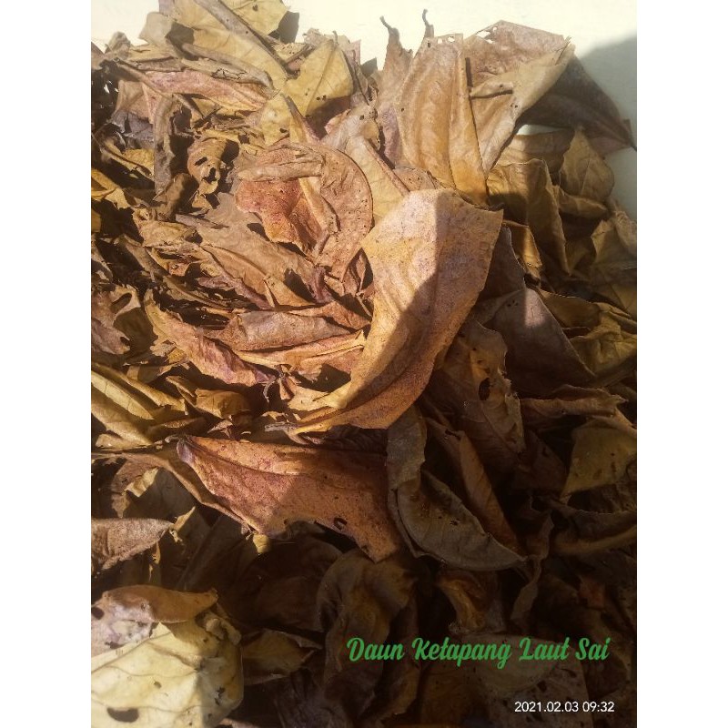 

Daun Ketapang Laut asli 100%