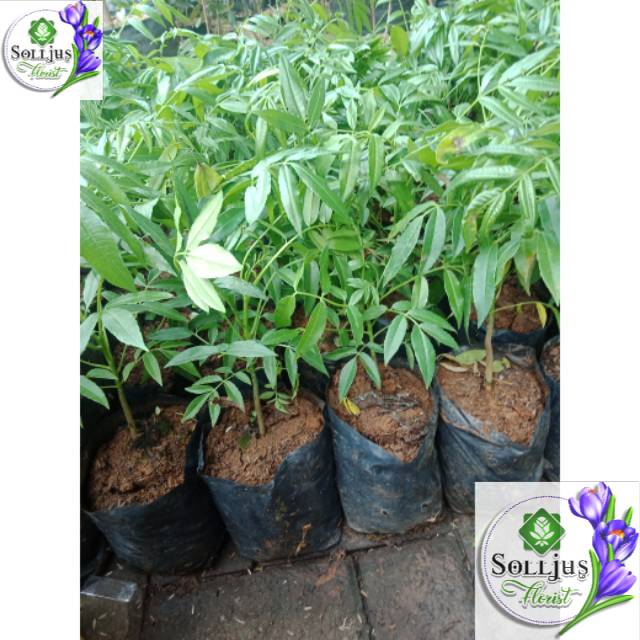 

Bibit buah Kedondong mini