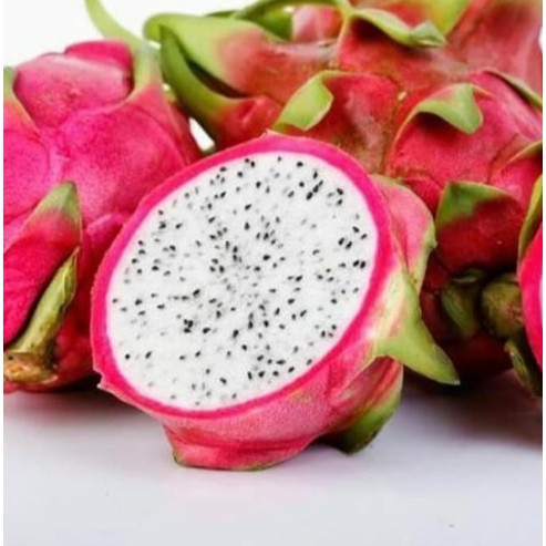 Bibit Buah Naga Putih